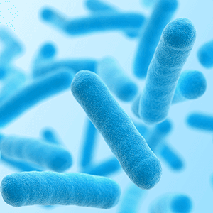 Three Major Probiotics Specifically for the Gut