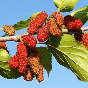 Mulberry Leaf Complex Extract